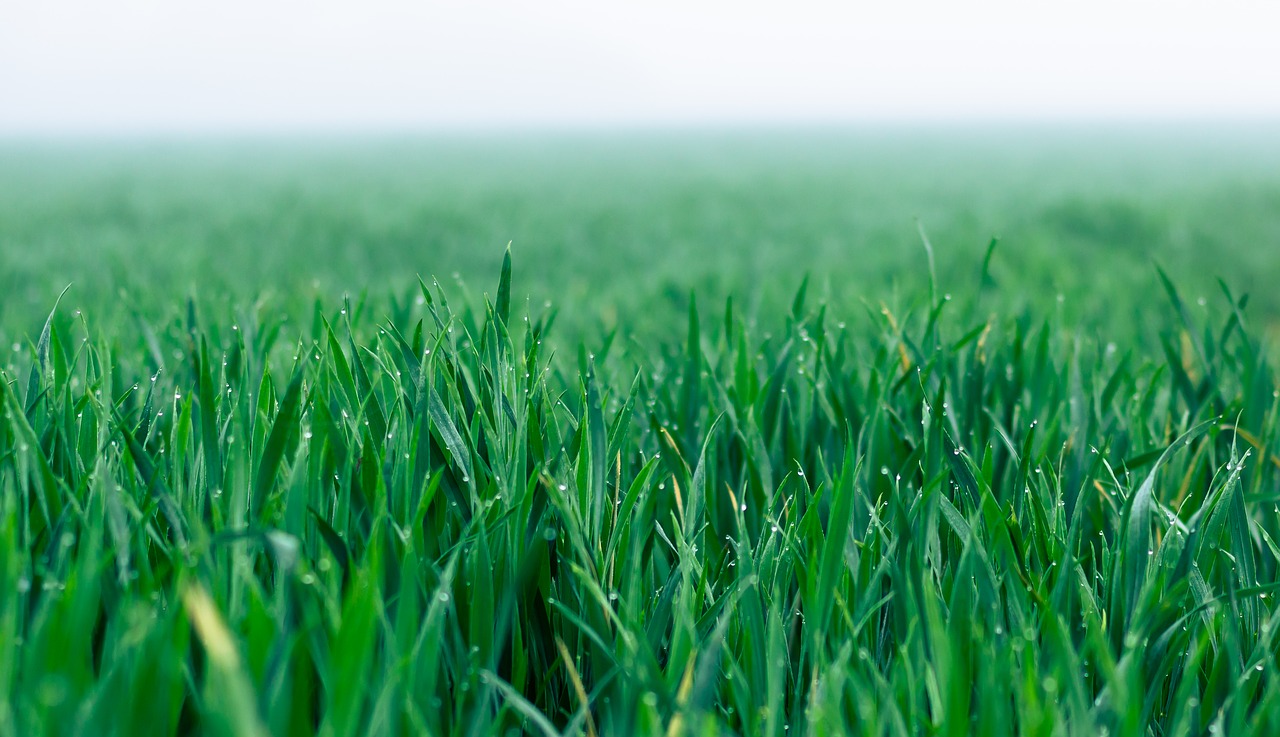 field  cereals  fog free photo