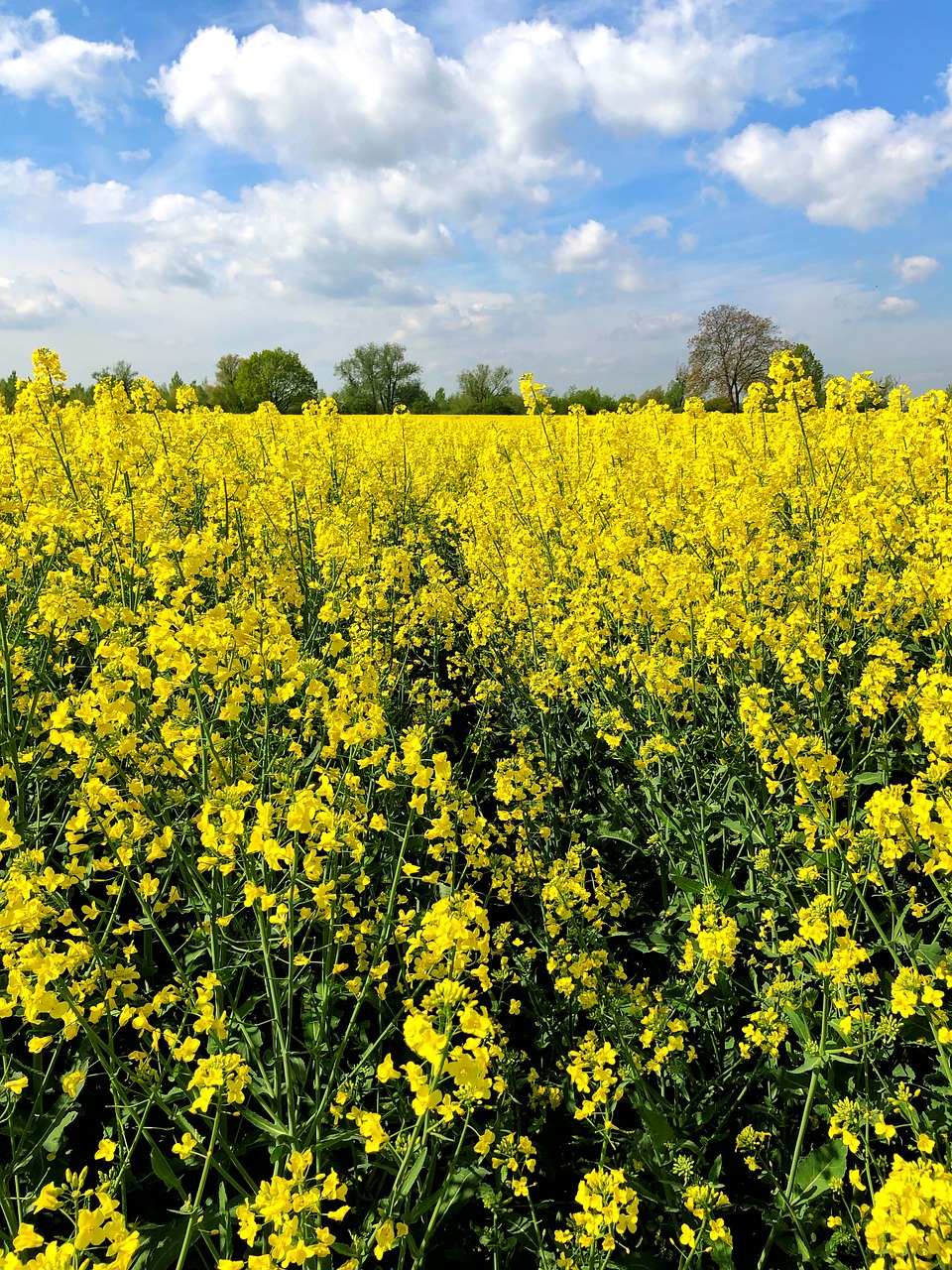 field  yellow  nature free photo