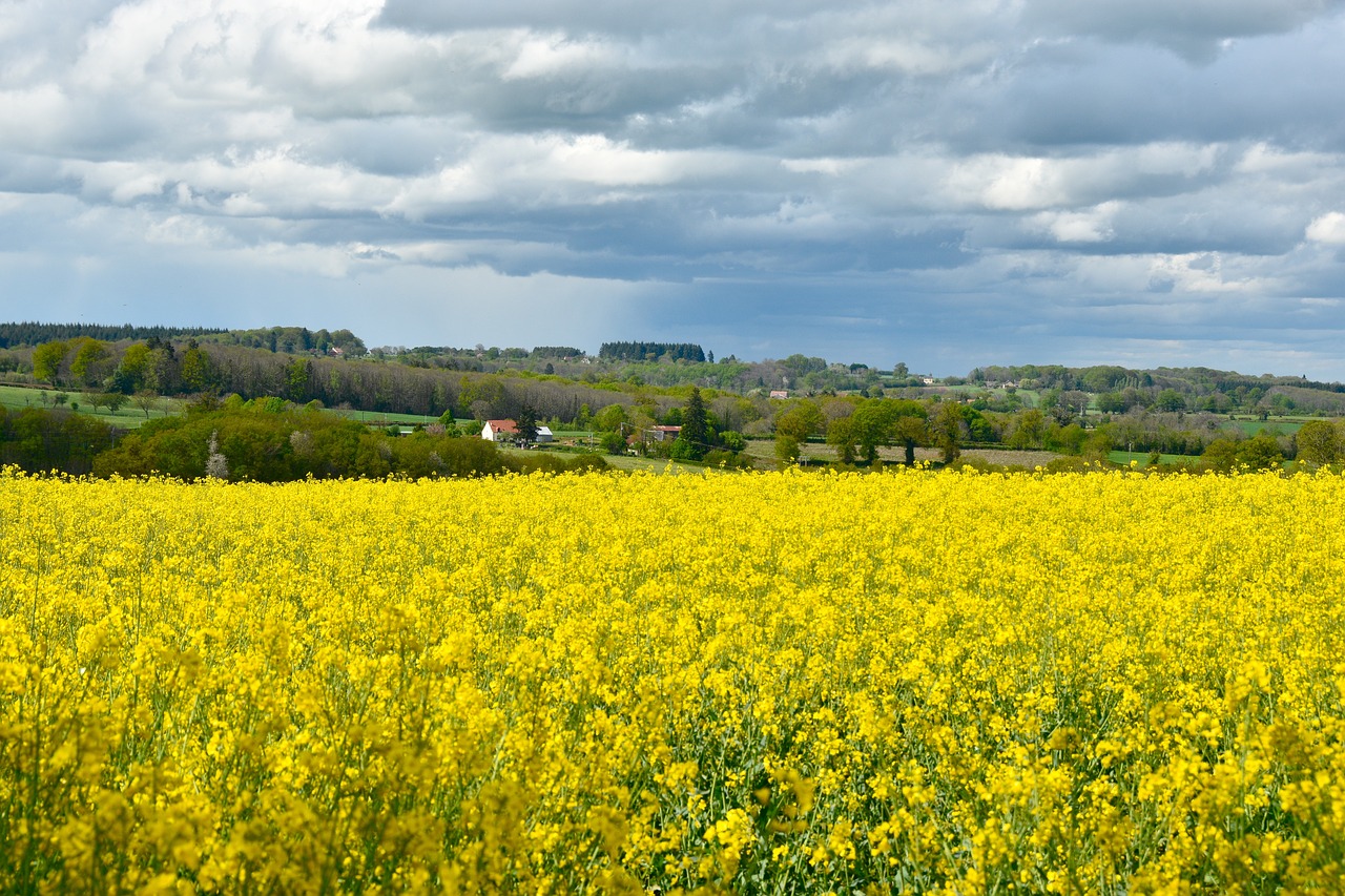 field  rapeseed  nature free photo