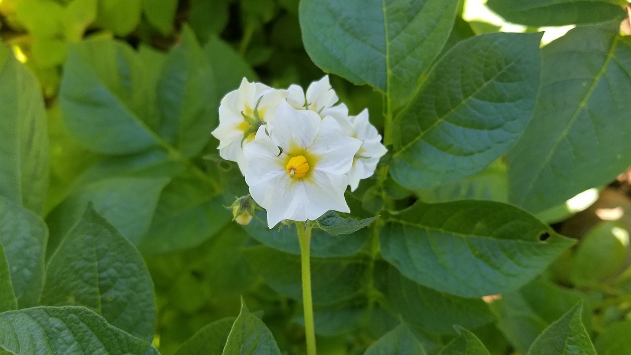 field  crop  plant free photo