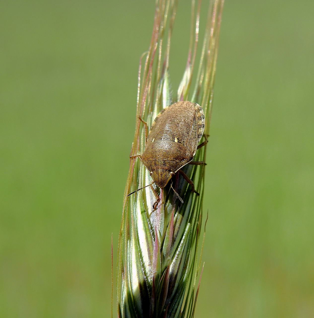 field  corn  insect free photo