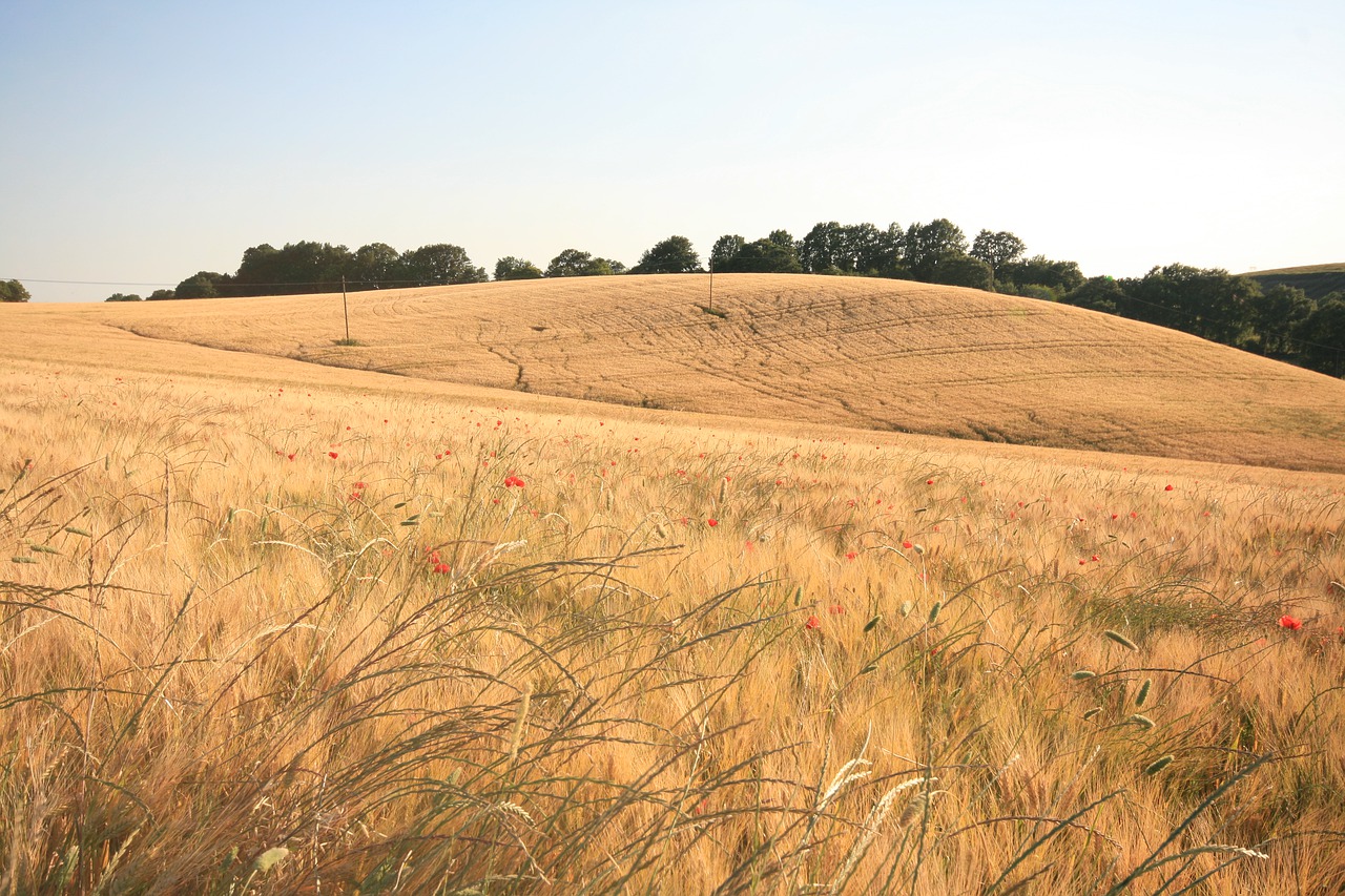 field  summer  wheat free photo