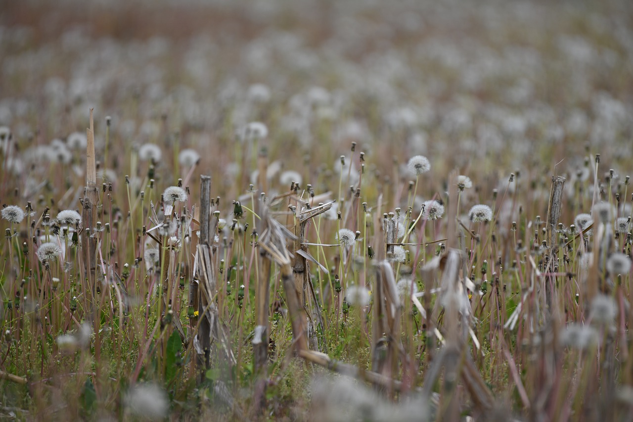 field  dandelion  meadow free photo