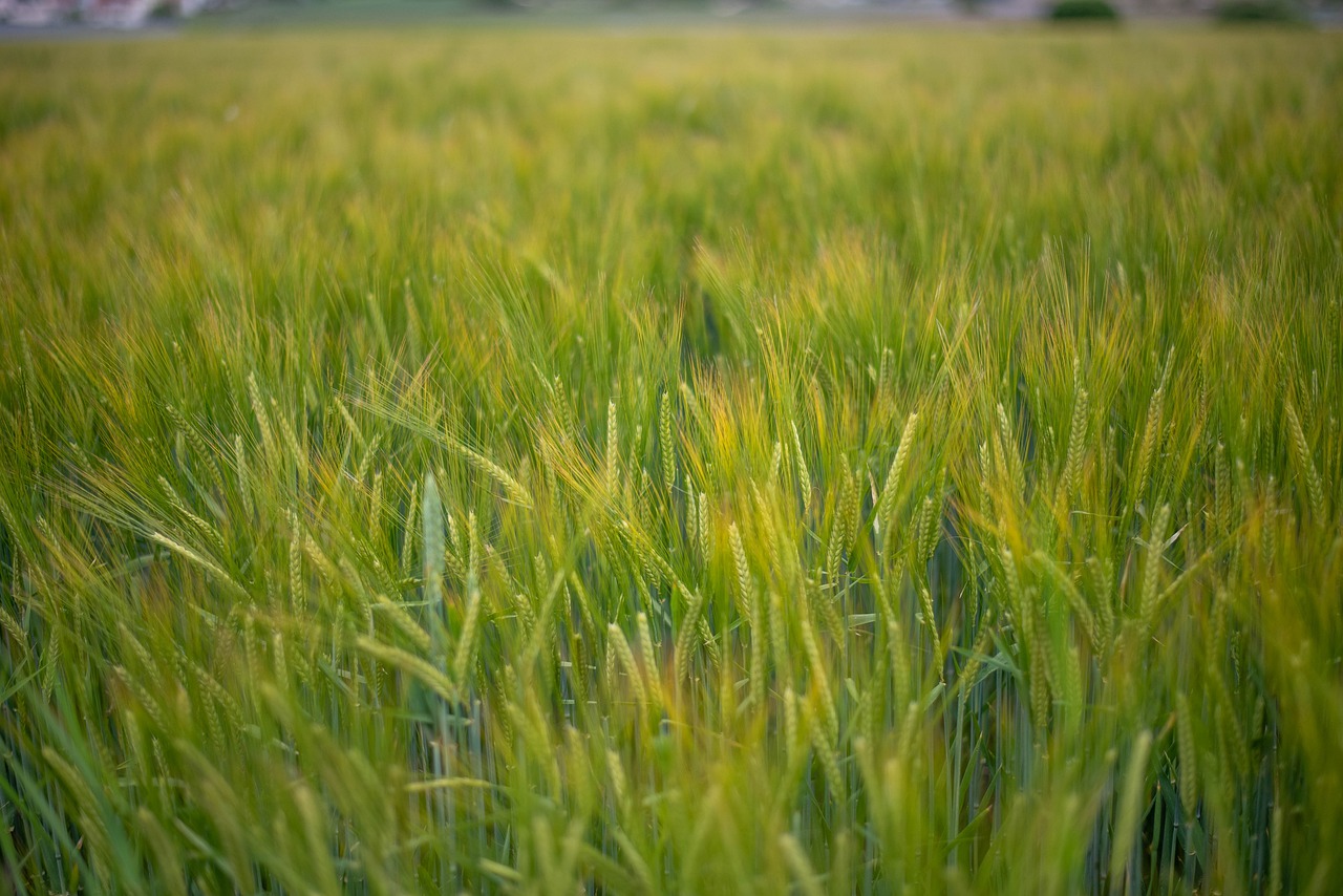 field  cereals  agriculture free photo