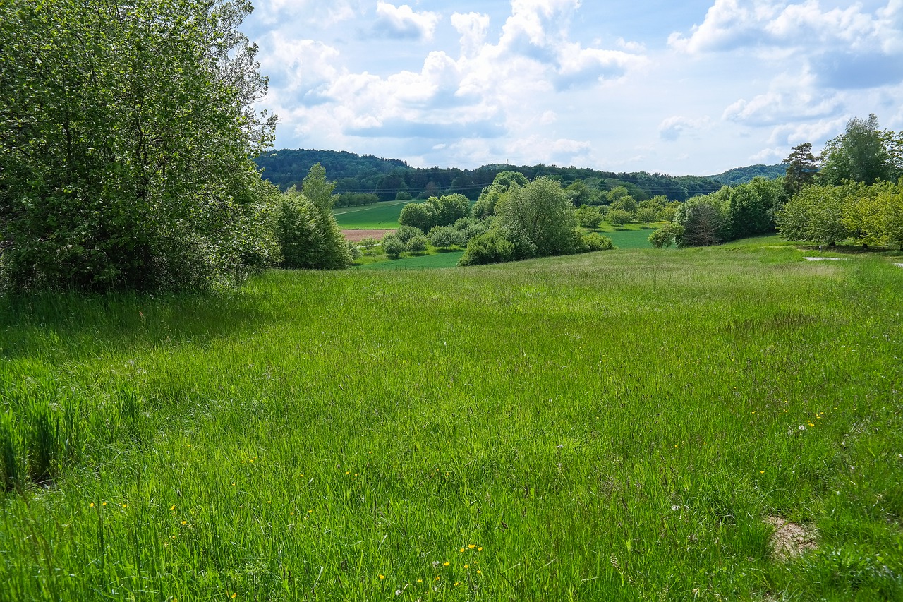 field  meadow  grass free photo