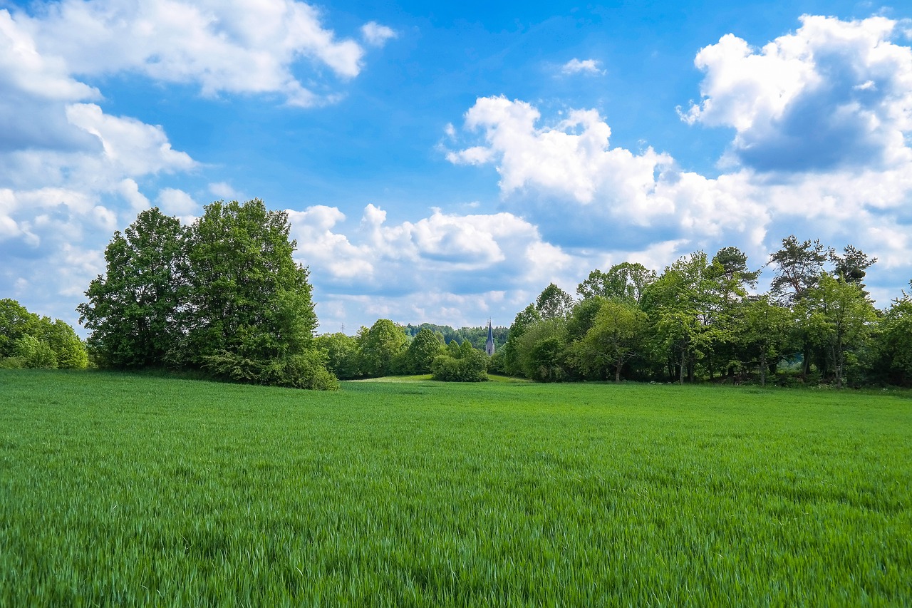 field  cereals  immature free photo