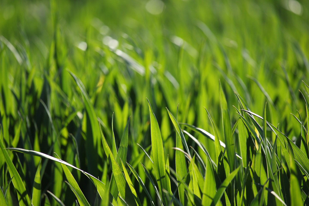 field  close up  meadow free photo