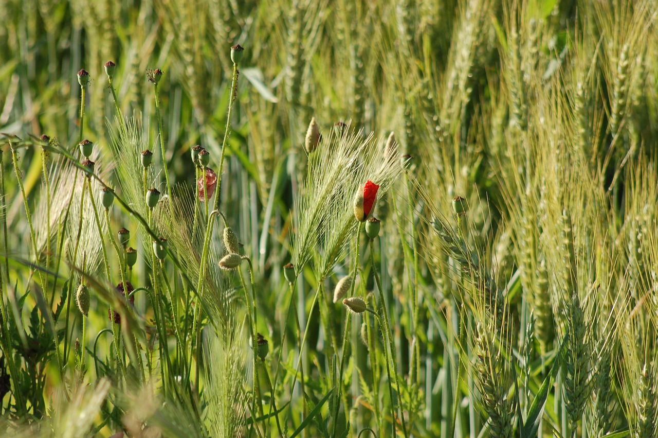 field  ears  cereals free photo