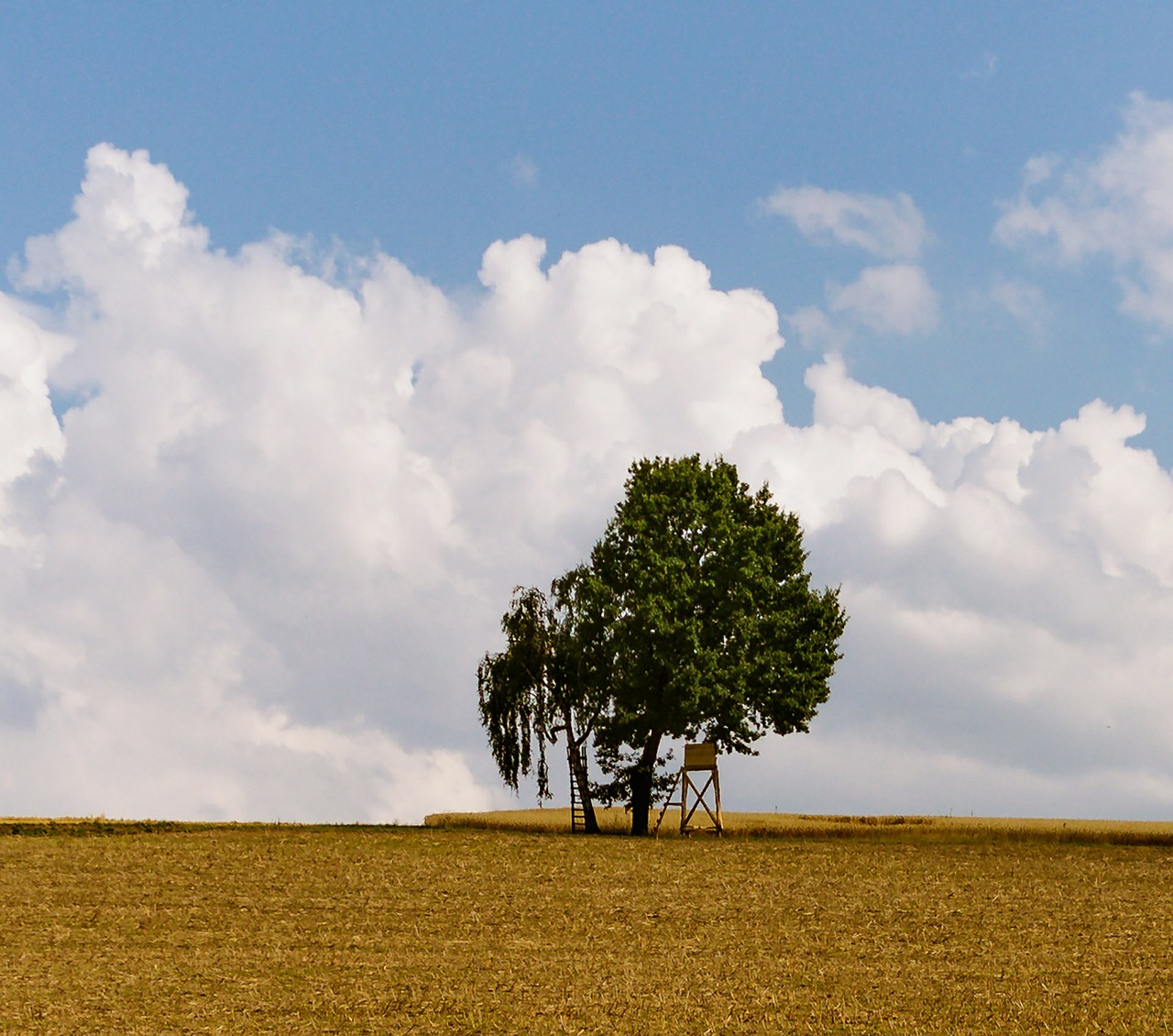 field trees nature free photo