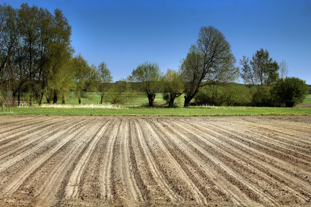 field  the cultivation of  village free photo