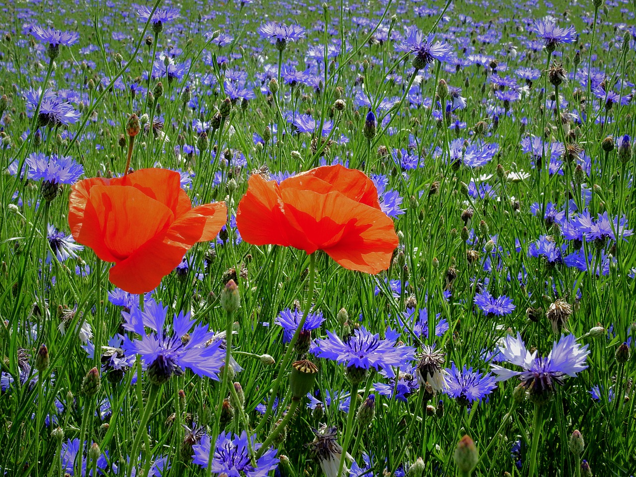 field  poppies  cornflowers free photo
