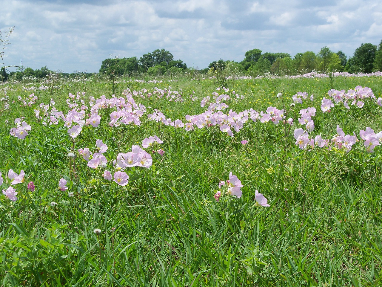 field nature floral free photo