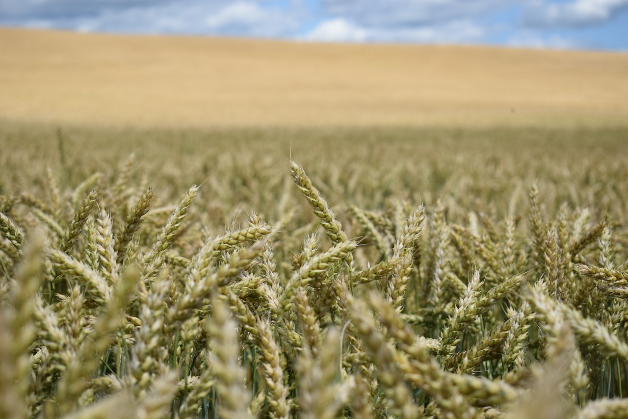 field  russian field  harvest free photo