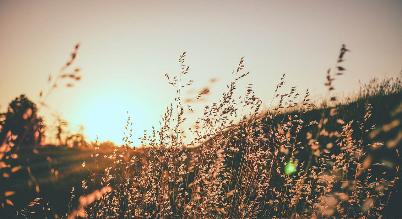 field  flowers  rod free photo