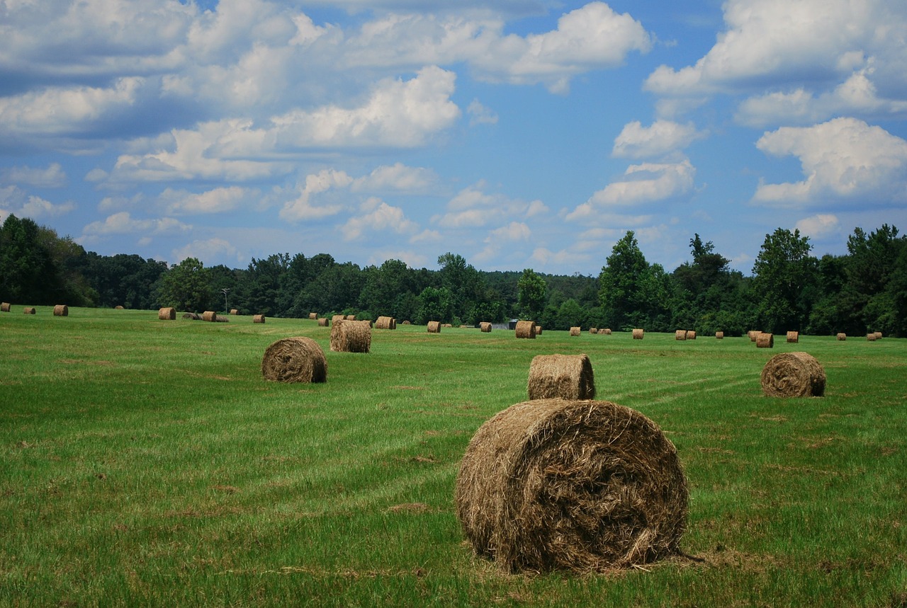 field hay bales sky free photo