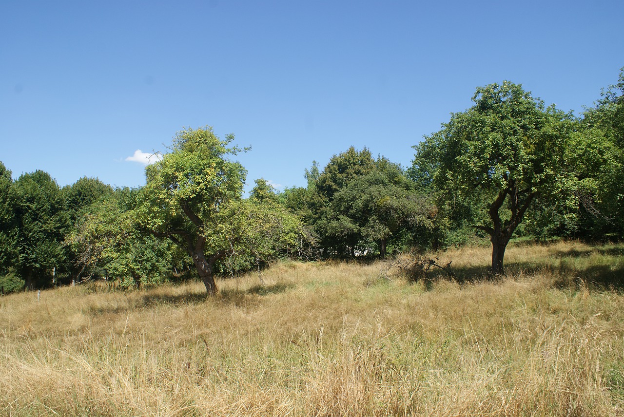 field  summer  nature free photo