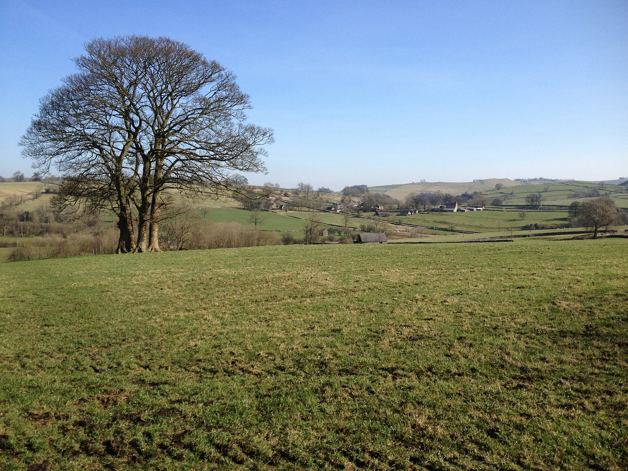 field tree countryside free photo