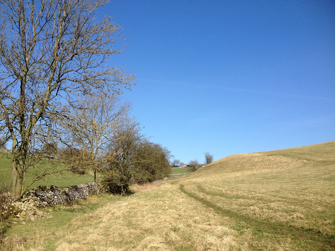 field track tree free photo