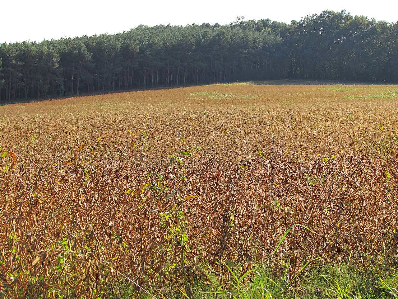 field arable agriculture free photo