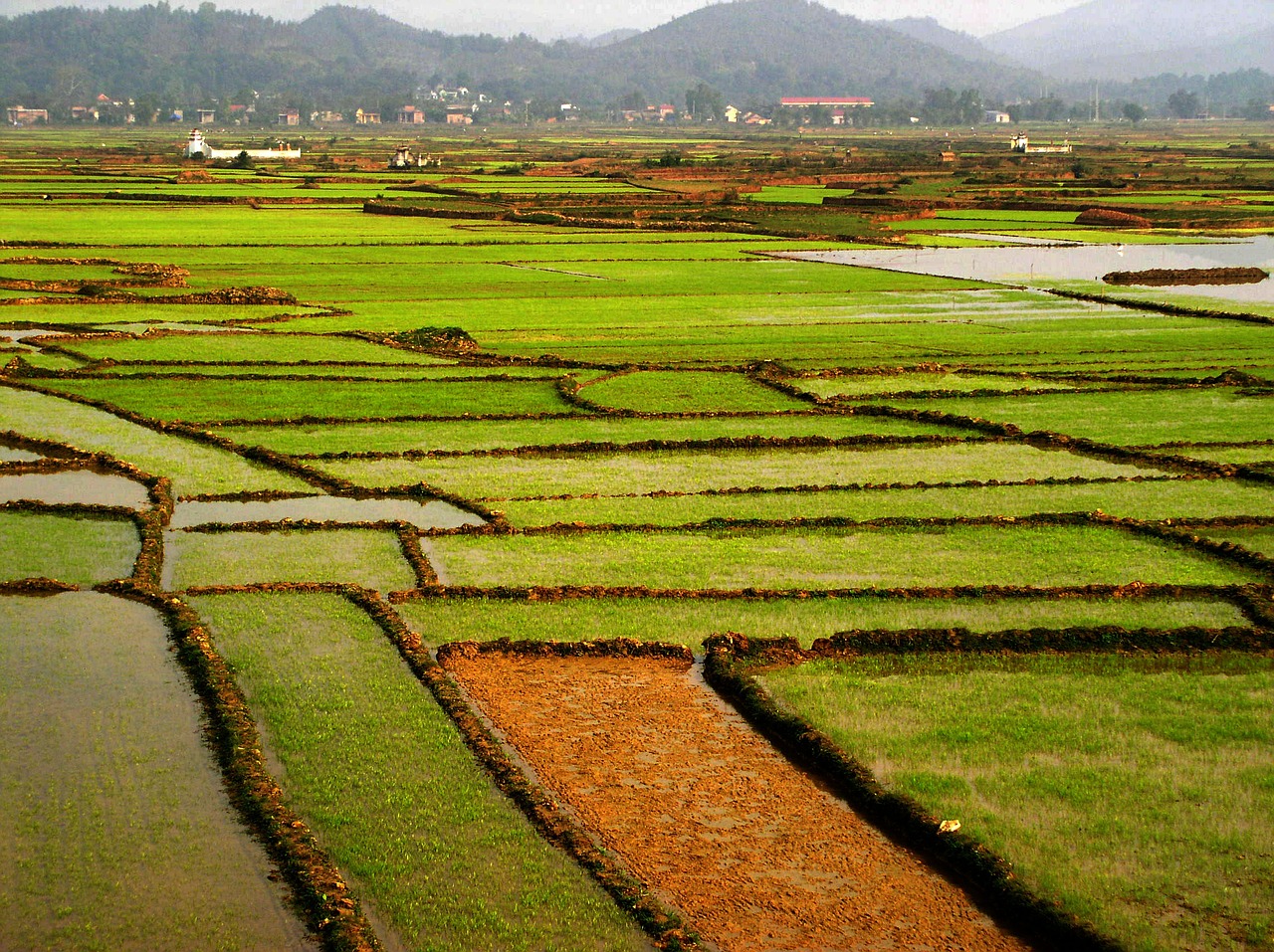 field rice green free photo