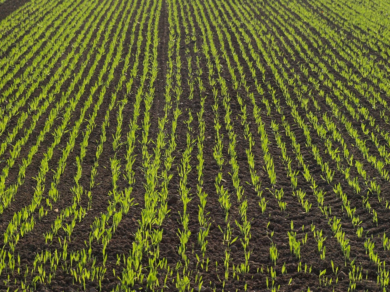 field arable corn free photo
