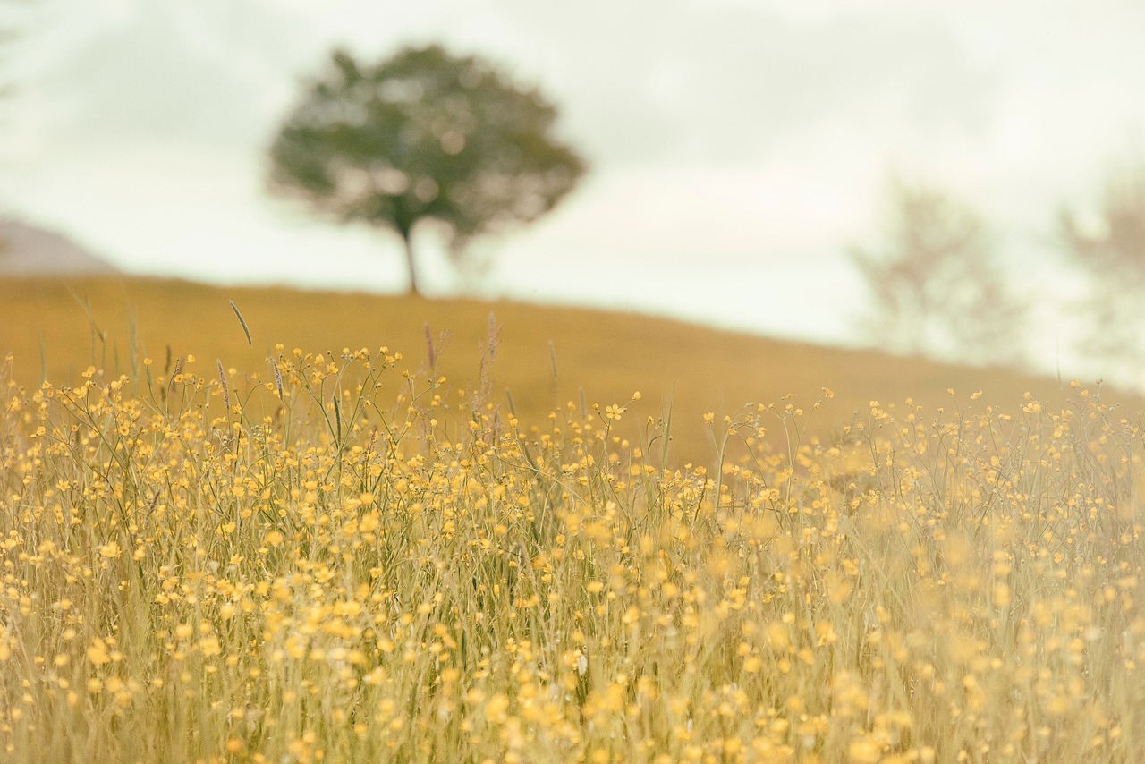 field meadow nature free photo