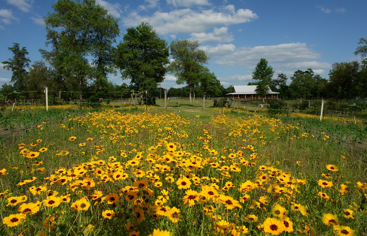 field flower florida free photo