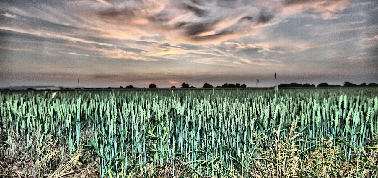 field crop agriculture free photo