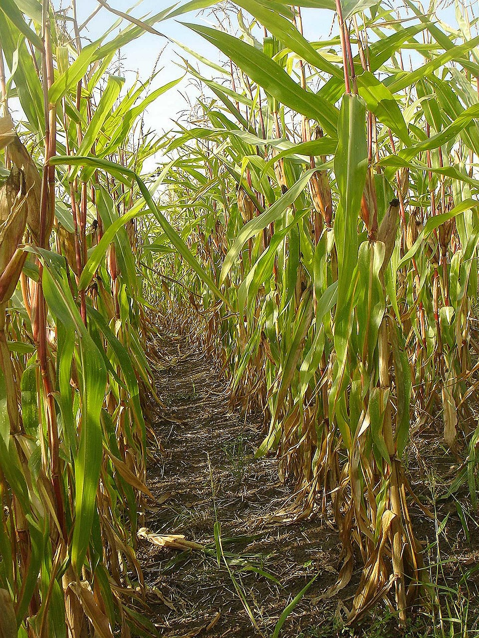 field corn crop free photo