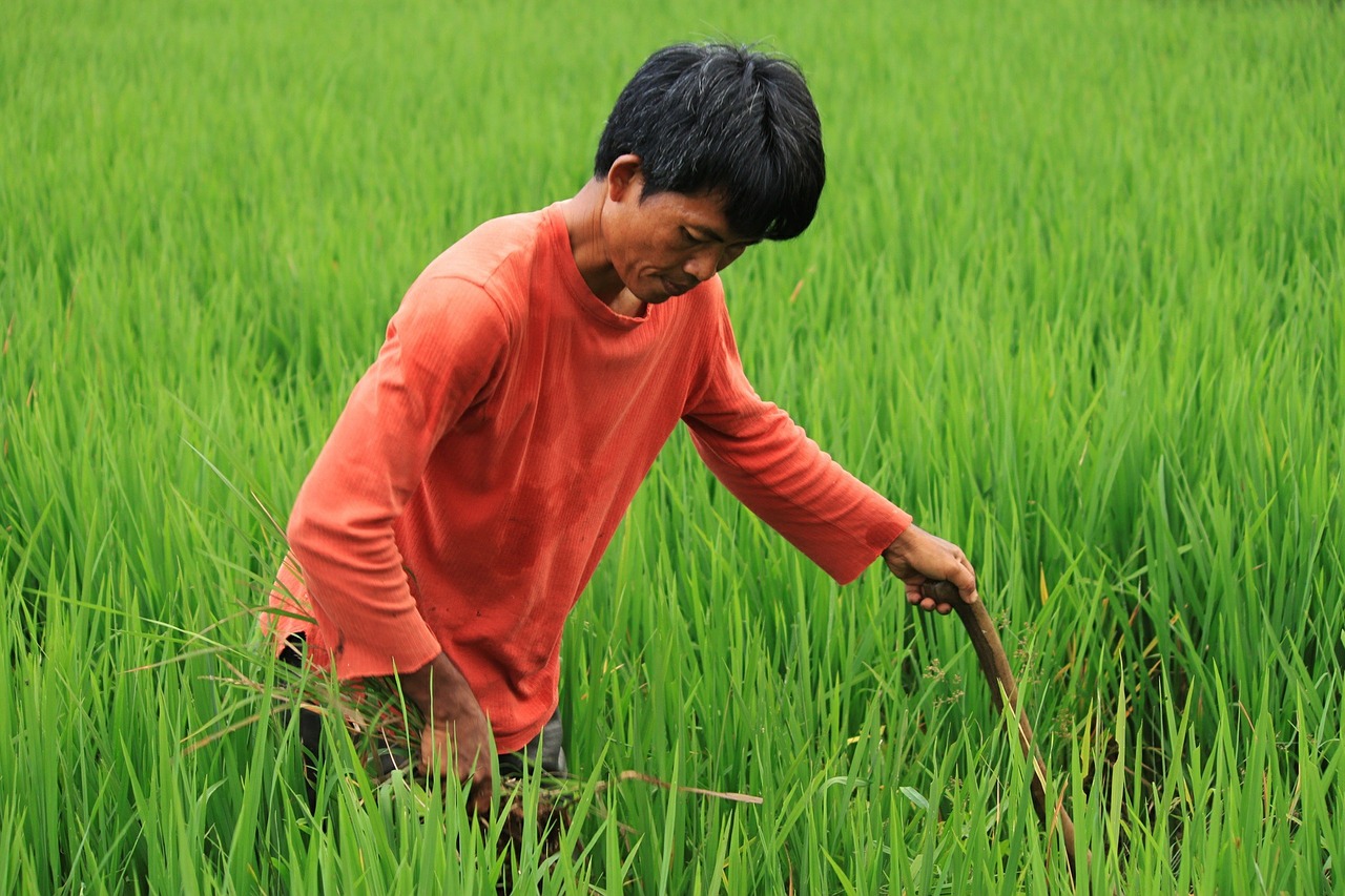 field farmer green free photo