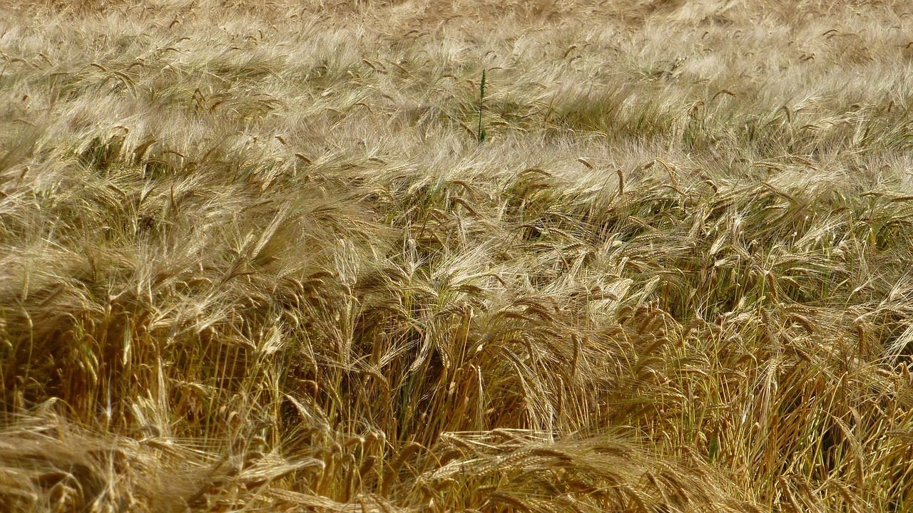 field cereals grain free photo