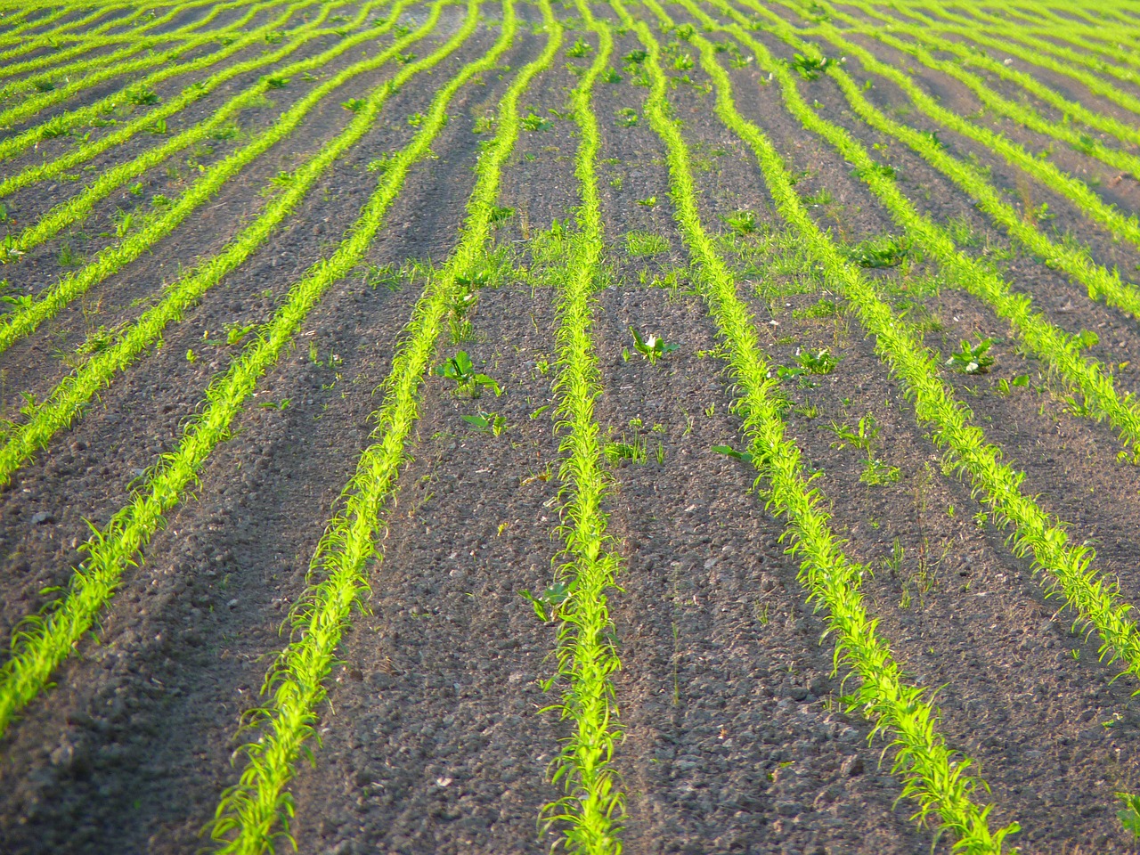 field arable grain free photo