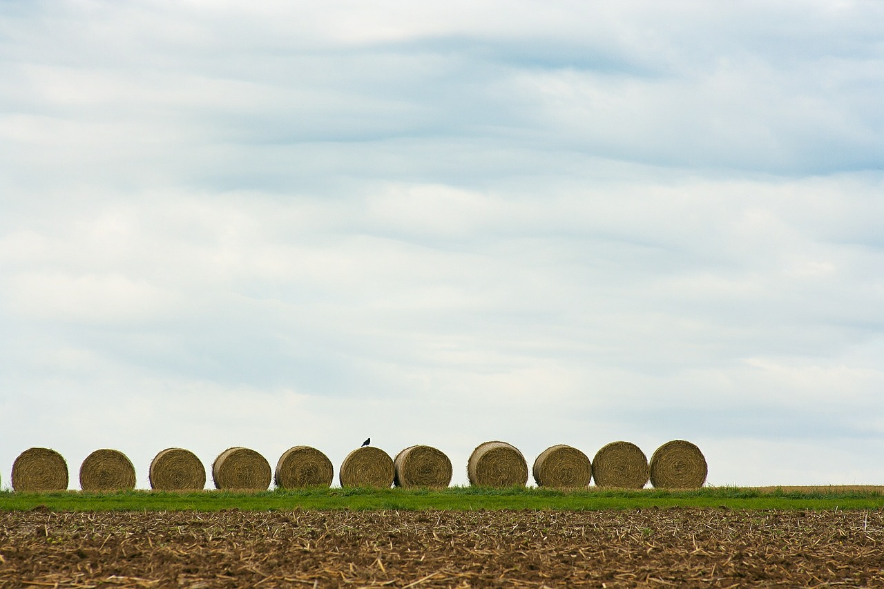 field straw hay free photo