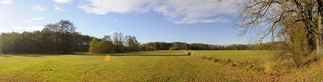 field trees sun free photo