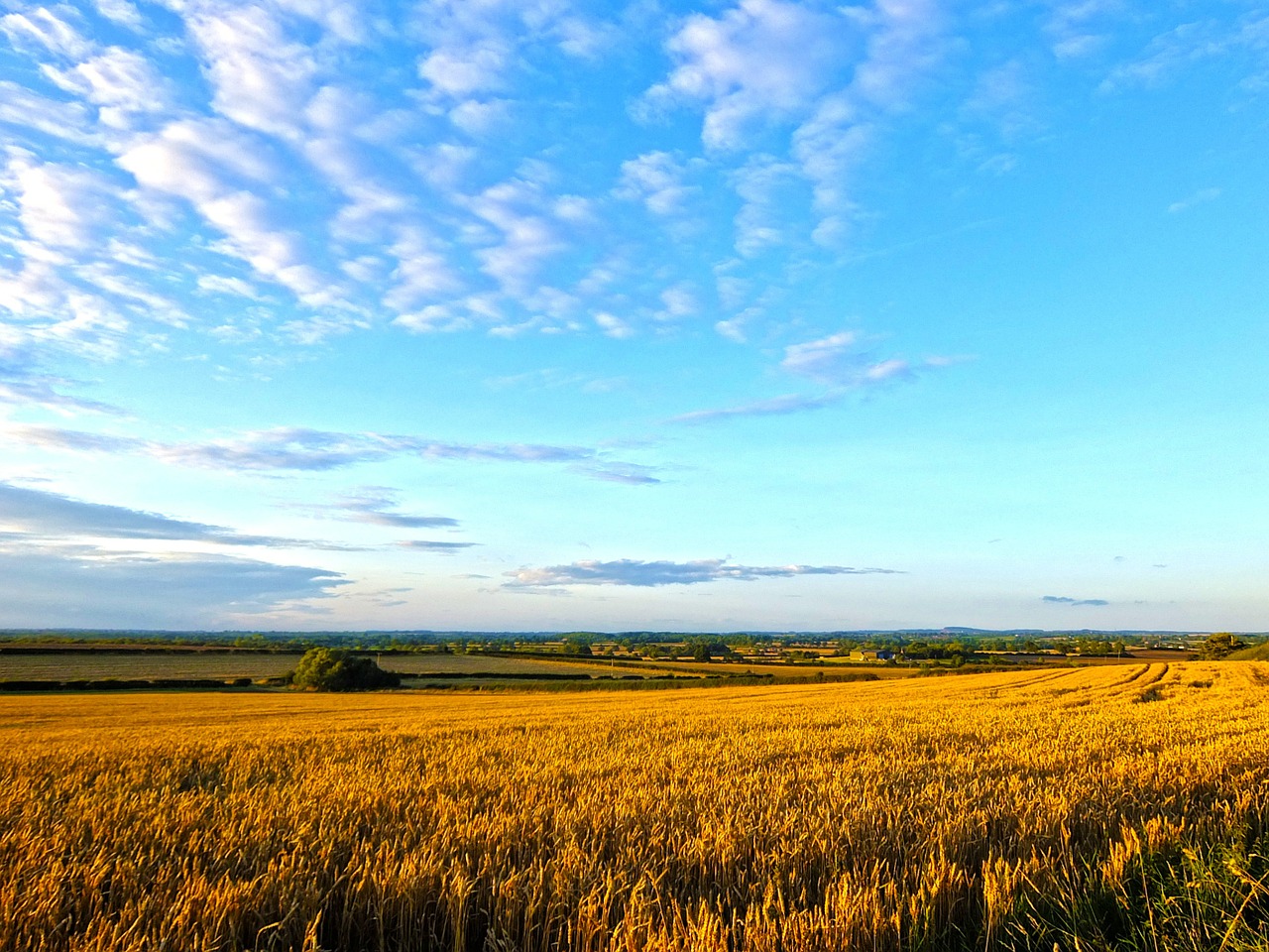 field wheat summer free photo