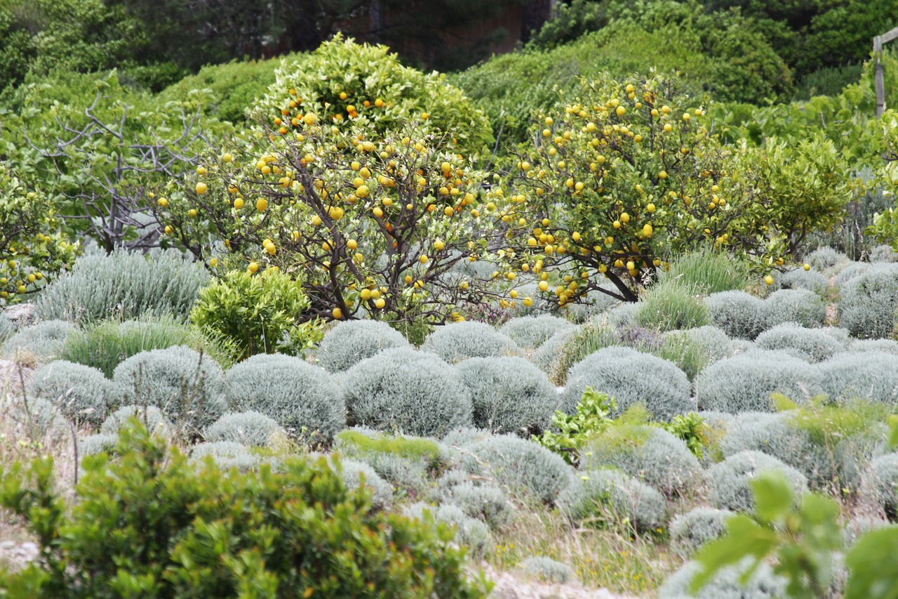 field orange corsican free photo