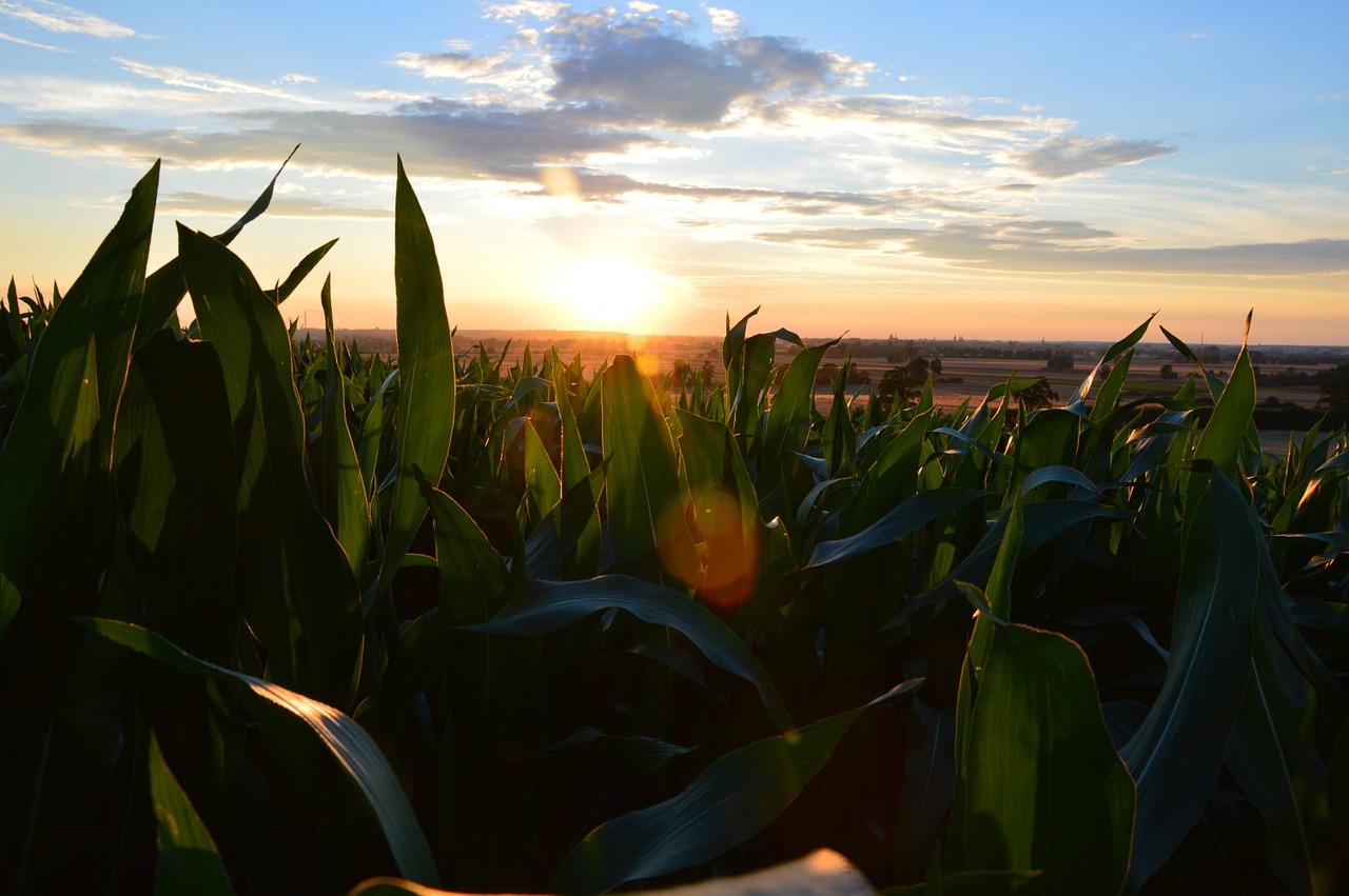 field corn village free photo