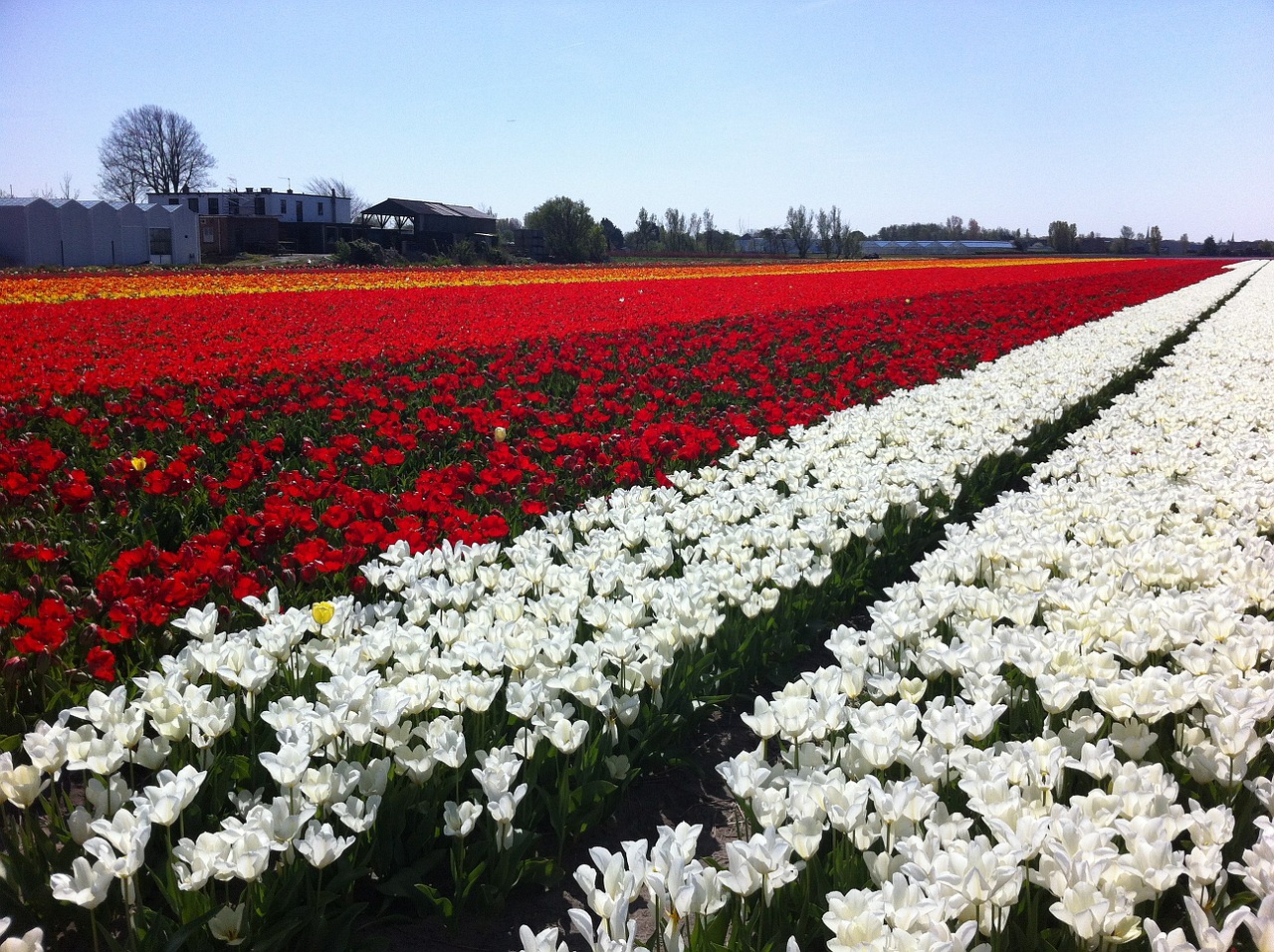 field tulips flowers free photo