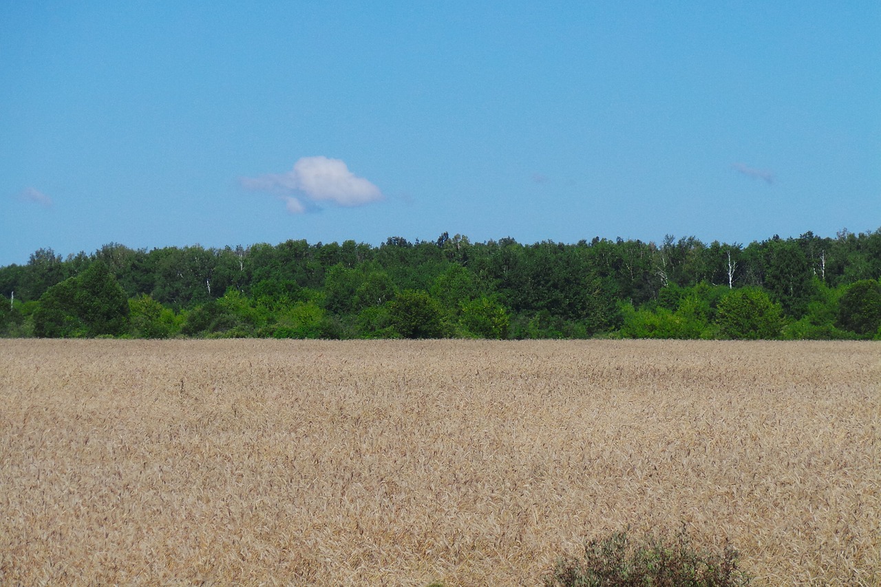 field grain sky free photo