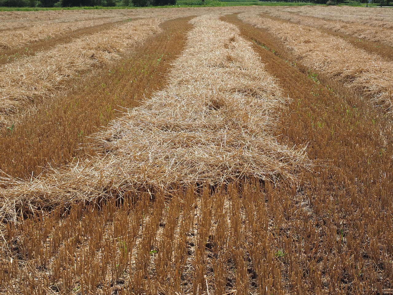 field wheat field cornfield free photo