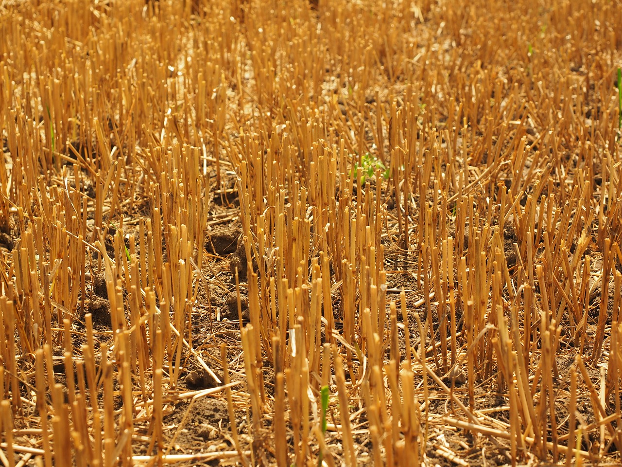 field straws wheat field free photo