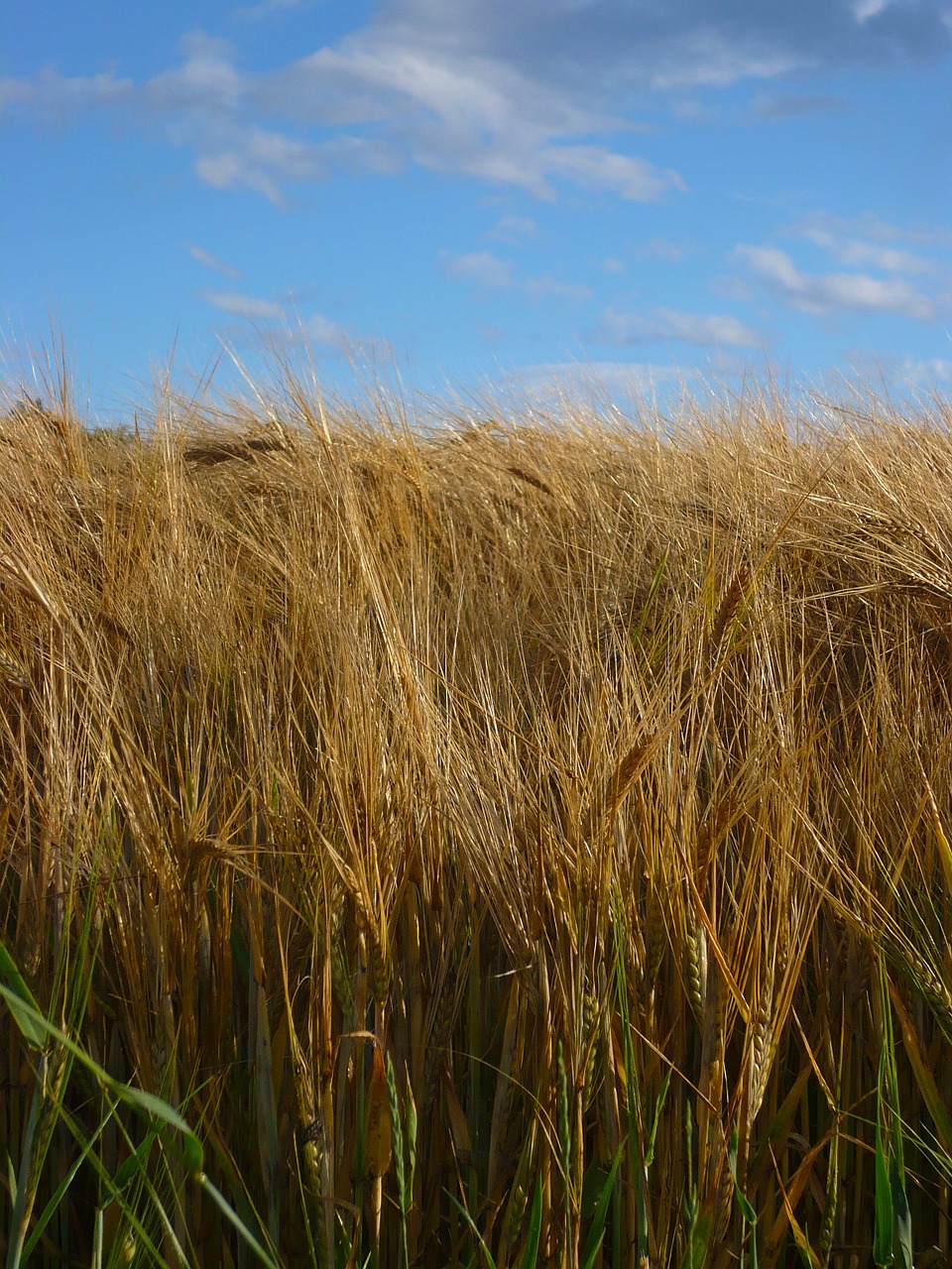 field grain summer free photo