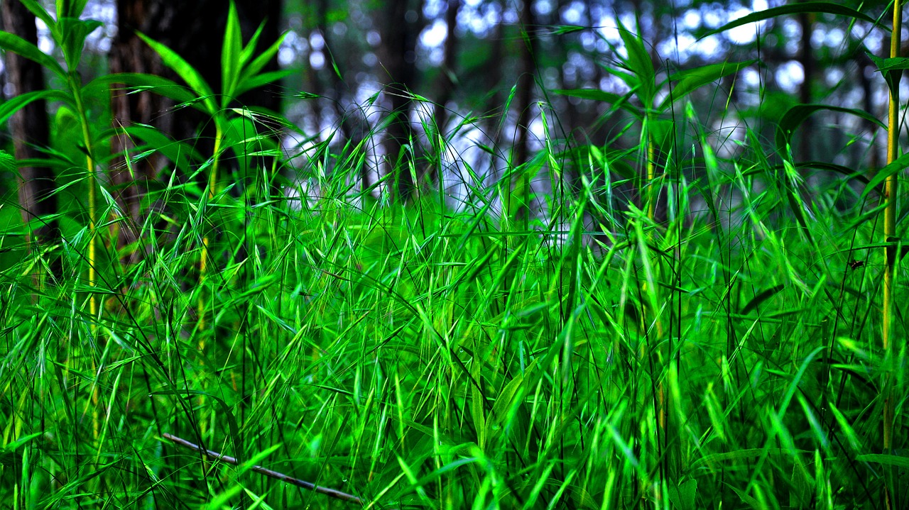 field cicada nature free photo