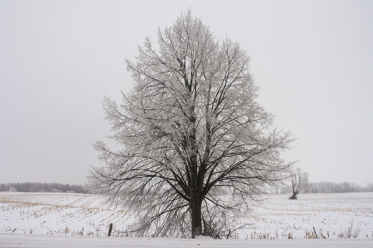 field farm land free photo