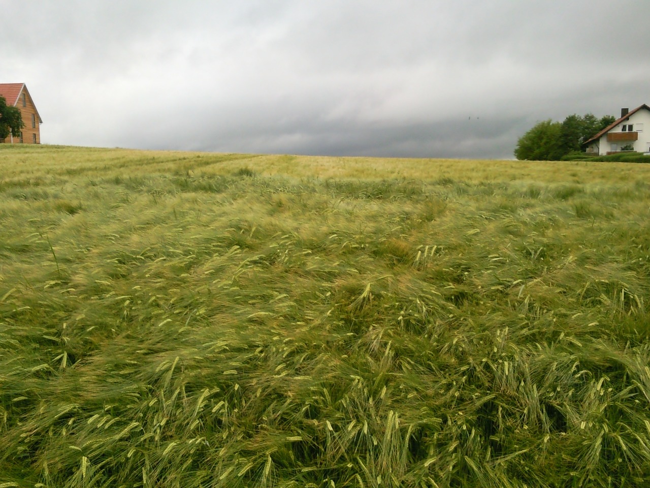 field cereals after the storm free photo