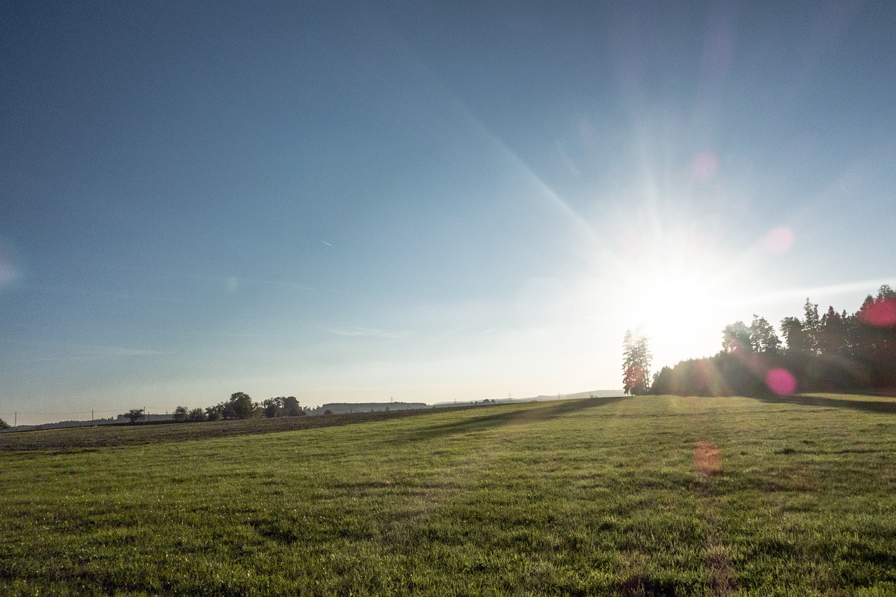 field meadow sun free photo