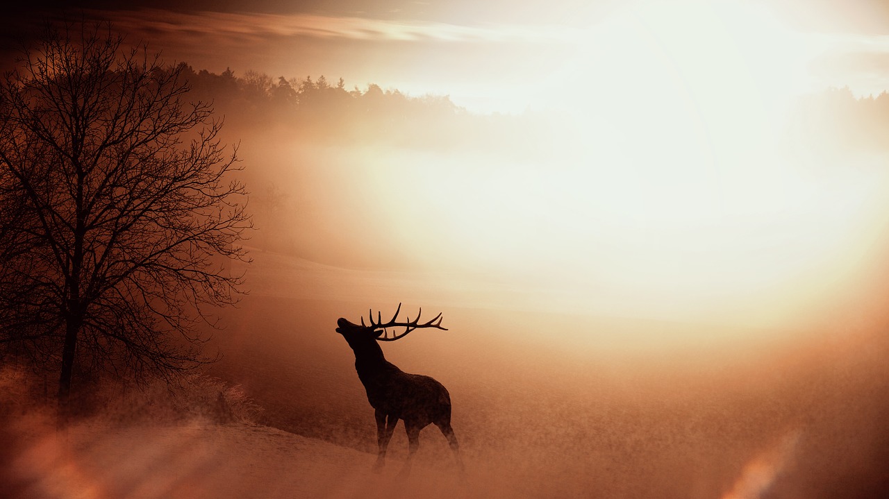 field nature hirsch free photo