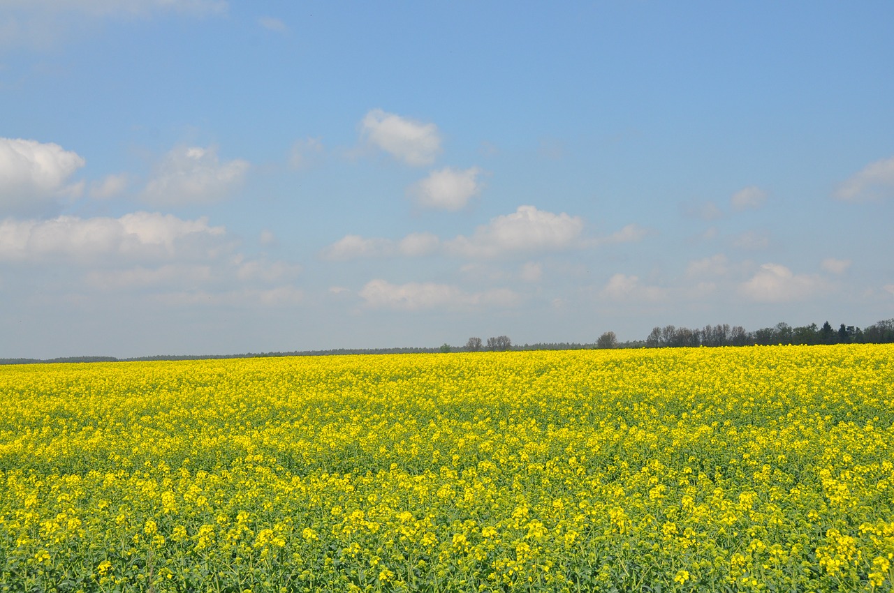 field rapeseed spring free photo