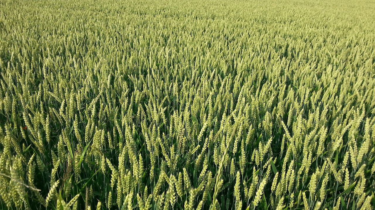 field wheat agriculture free photo