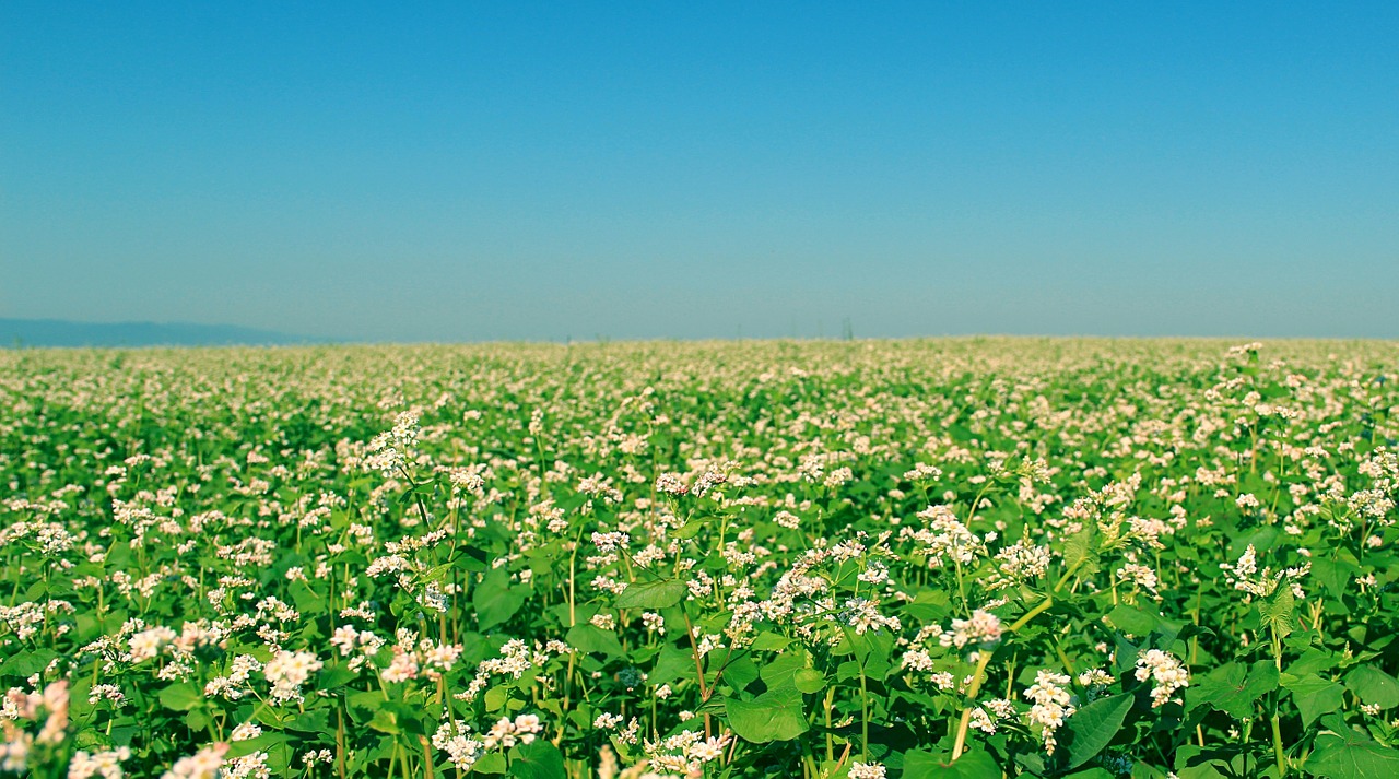 field flowers nature free photo